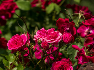 Vibrant Pink and Red Roses Blooming in a Garden