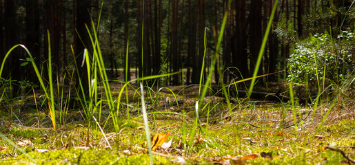 green forest, pine trees, fir trees in the forest, trees in the forest, green grass, the sun is shining