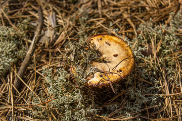mushrooms in the forest, edible mushrooms in the forest, green moss, mushrooms in needles