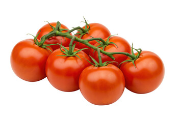 Isolated Vine of Fresh Red Tomatoes Ripe and Ready
