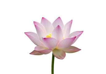 Isolated Pink Lotus Flower with Green Stem and Yellow Center