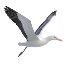 Albatross soaring gracefully against a plain background during daylight in a serene natural setting
