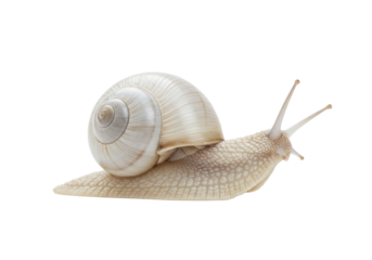 Isolated White Snail with Textured Shell and Tentacles