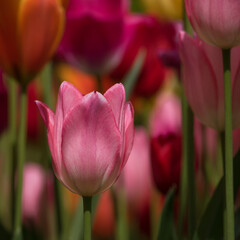 TULIPS - A beautiful flowers in a city park