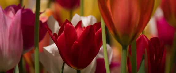TULIPS - A beautiful flowers in a city park