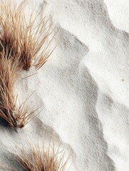 Dry grass growing on white sand dunes in coastal area
