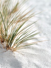 Beach grass growing on white sand dunes in coastal landscape