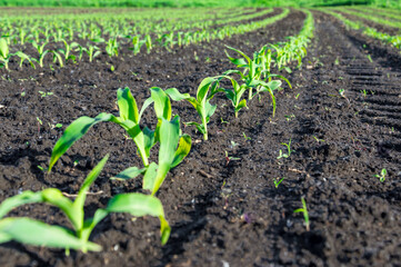 Obraz premium Rows of young corn plants thrive in rich, dark soil under bright sunlight on a clear day, showcasing successful agriculture