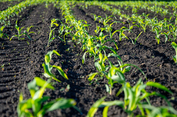 Vibrant young corn plants thrive in rows under clear skies, showcasing agricultural growth in fertile, dark soil during the day