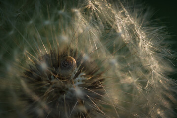 DANDELION AND TINY SNAIL - Wildlife and airy, fluffy seeds