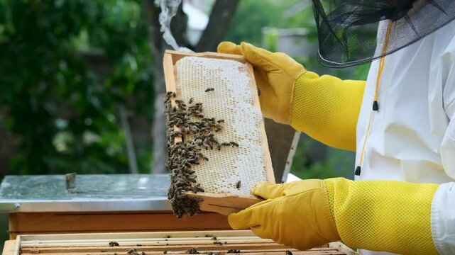 A beekeeper works with the bees and the hives in the apiary. a man in a protective suit at the apiary. Employee pulls the frame from the hive. a man pulls out the honeycomb with honey. Summer harvest