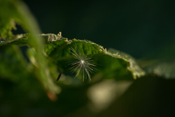  DANDELION - Light and airy seed, fluffy seed 