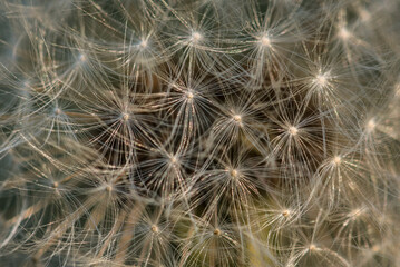 DANDELION - Light and airy seeds, fluffy seeds