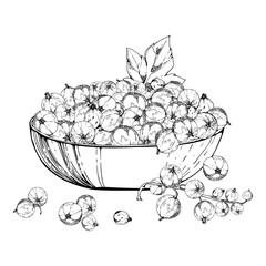 Currant gooseberry, scattered clusters leaves in glass, hand drawn in vector ink, ripe picked garden berry harvest, casseille jostaberry. Isolated illustration. Food blogs, cookbook, farmers market