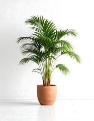 Green Kentia Palm in Terracotta Pot Against White Background