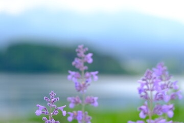 Obraz premium full frame of leaves and flowers as a nature background 