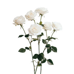 Obraz premium Elegant white roses arranged beautifully in a simple bouquet for special occasions or decoration