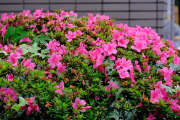 full frame of leaves and flowers as a nature background 