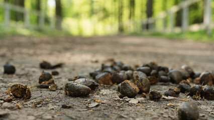 Horse manure scattered on a rural dirt path in a sunlit forest, with a shallow depth of field emphasizing the natural scene.