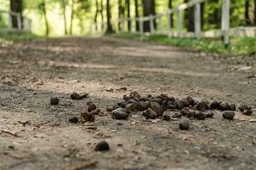 Horse manure scattered on a rural dirt path in a sunlit forest, with a shallow depth of field emphasizing the natural scene.