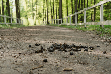 Horse manure scattered on a rural dirt path in a sunlit forest, with a shallow depth of field...