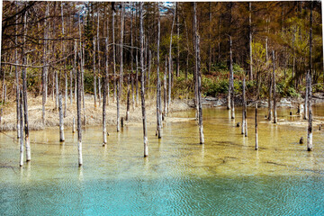Iconic Blue Pond (Aoiike) in Autumn, Biei, Hokkaido - Stunning Sky Reflection in Golden Forest