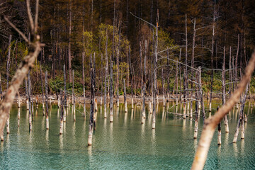 Blue Pond (Aoiike) in Autumn, Biei, Hokkaido, Japan - Serene Forest Reflection