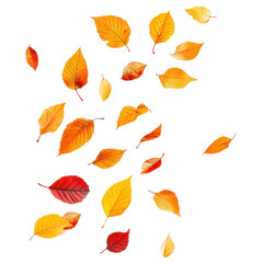 Colorful autumn leaves falling gently in a bright white background