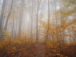 Fototapeta premium Plitvice Lakes in Croatia during autumn