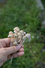 北欧のキノコ狩り