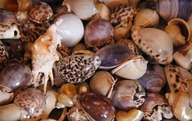 A Collection of Assorted Bright Sea Shells.