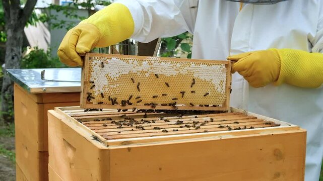 A beekeeper works with the bees and the hives in the apiary. a man in a protective suit at the apiary. Employee pulls the frame from the hive. a man pulls out the honeycomb with honey. Summer harvest