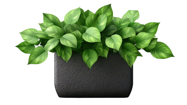 Green Pathos Houseplant with Heart-Shaped Leaves Isolated on White Background