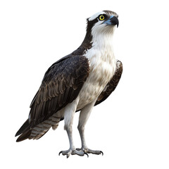 Obraz premium Osprey perched on a branch in North America during the early morning light showcasing its majestic features