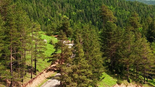 A retired couple is riding their bicycles through the heart of nature.