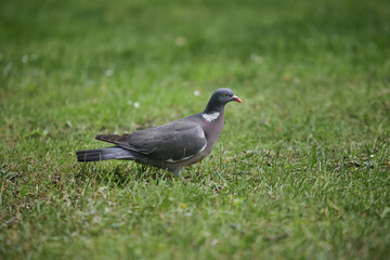 Ringeltaube im grünen Gras