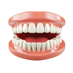 Obraz premium Realistic dental model showcases human teeth and gums, educational tool in dental hygiene practices