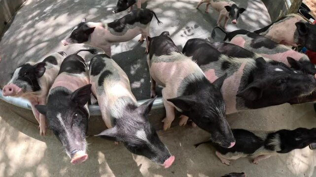 A group of small, minipigs or pot-bellied pigs on a paved surface. The pigs have distinct patches of black and white fur, and their snouts and ears are prominent.