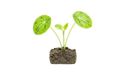Isolated Plant