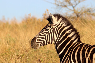 Zebra in the African bush veld