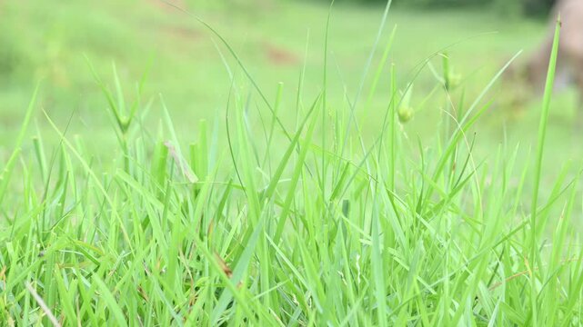 Desmostachya bipinnata grass. Its common names &nbsp;halfa grass,&nbsp;big cordgrass,&nbsp;salt reed grass, Kusha grass and Darbha grass. This  is an&nbsp;Old World&nbsp;perennial grass, long known and used in human history. 