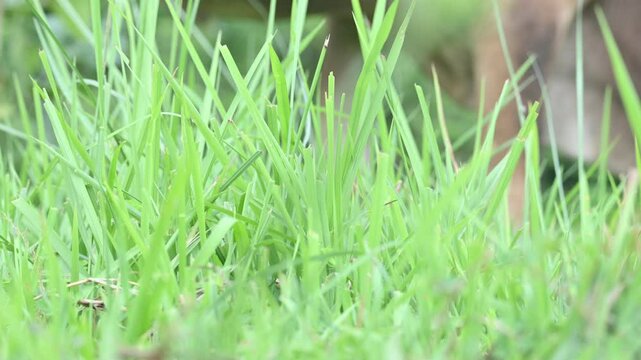 Desmostachya bipinnata grass. Its common names &nbsp;halfa grass,&nbsp;big cordgrass,&nbsp;salt reed grass, Kusha grass and Darbha grass. This  is an&nbsp;Old World&nbsp;perennial grass, long known and used in human history. 