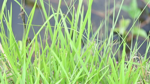 Desmostachya bipinnata grass. Its common names &nbsp;halfa grass,&nbsp;big cordgrass,&nbsp;salt reed grass, Kusha grass and Darbha grass. This  is an&nbsp;Old World&nbsp;perennial grass, long known and used in human history. 