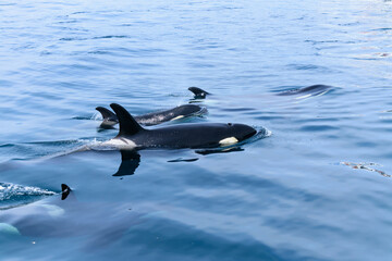 シャチ。根室海峡の野生のシャチの群れ、6月の羅臼からのネイチャークルーズで撮影。