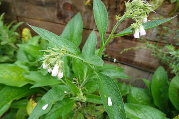 Comfrey plant growing with delicate white and pink flowers
