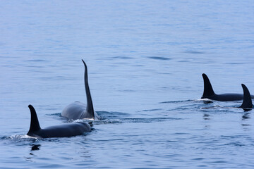 シャチ。根室海峡の野生のシャチの群れ、6月の羅臼からのネイチャークルーズで撮影。