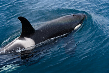 シャチ。根室海峡の野生のシャチの群れ、6月の羅臼からのネイチャークルーズで撮影。