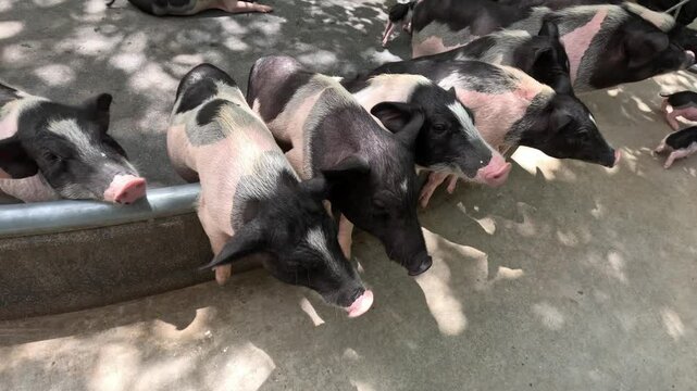 A group of small, minipigs or pot-bellied pigs on a paved surface. The pigs have distinct patches of black and white fur, and their snouts and ears are prominent.