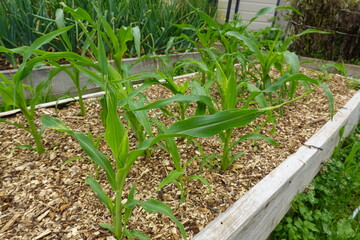 Young corn plants growing in raised garden bed with wood chips mulch