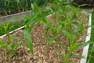 Young corn plants growing in raised garden bed with wood chip mulch
